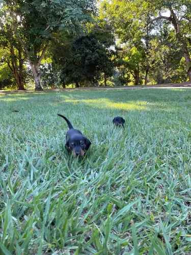 Dachshund 