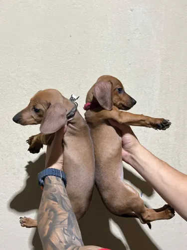 Filhote de basset