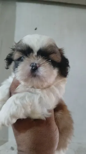 Troco macho filhote de Shitzu pelo macho de lulu pomerania pode ser Adulto ?