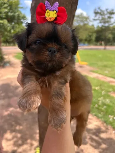 Shitzu mini fêmea