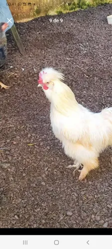 Troco 2 frangos novinhos ( galinha japonesa, sedosa)