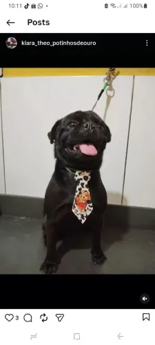 Pug black