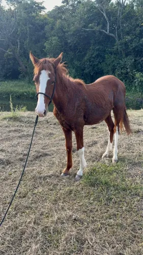 Potro Mangalarga Marchador