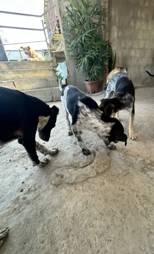 Doação de Pets