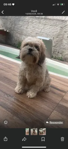 Vendo filhote de shitz