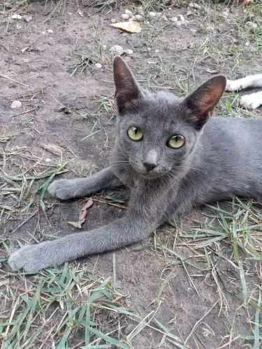 2 gatas fêmeas para doação responsável