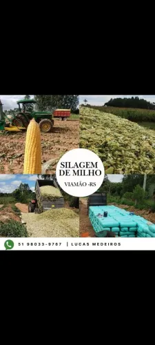 Silagem de milho 