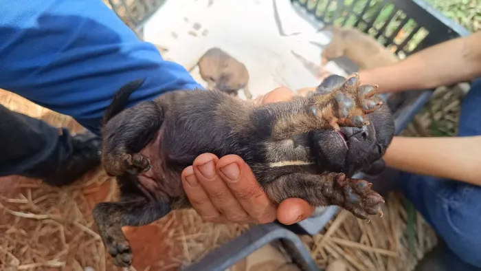 Doação de cachorro