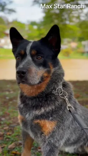 Australian cattle dog REPRODUTOR