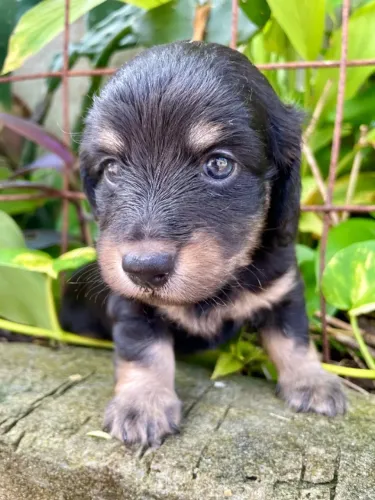 Vende-se lindos dachshund pelo longo e curto