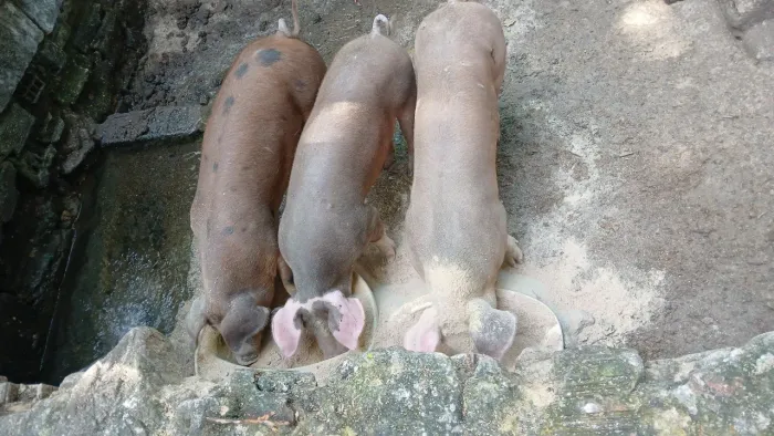 Porcas 4 pernil