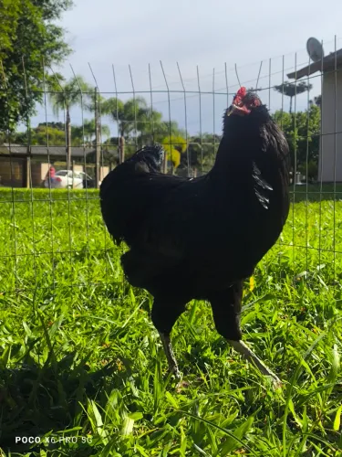 Galo ameraucana black