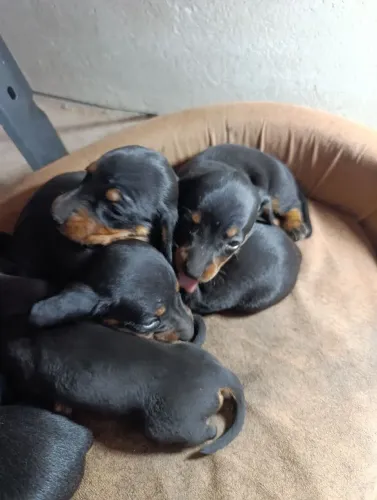 Filhotes cão salcicha "dachshund" 