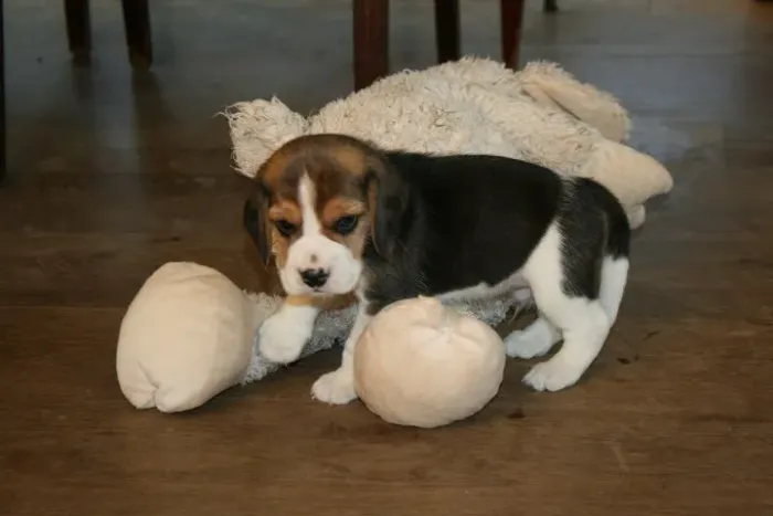 Beagle: escolha hoje seu novo melhor amigo