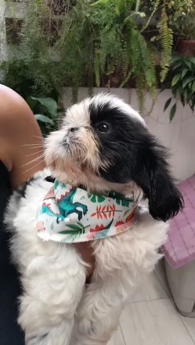 Filhote de shihtzu macho pronta entrega!