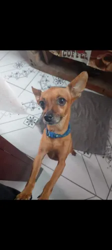 Procuro namorada da raça pinsher