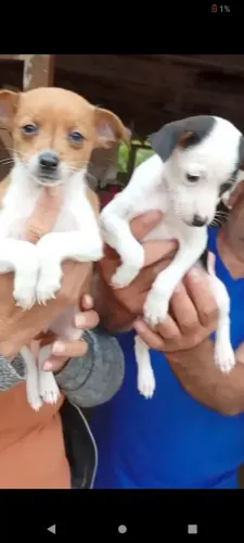 Femia e macho