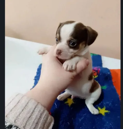Chiuhauha com pinscher macho