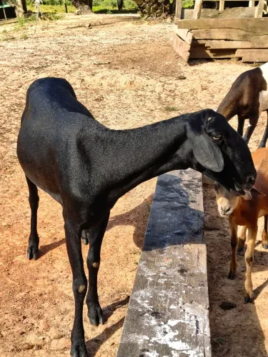 Carneiros Mestiços de Santa Inês 
