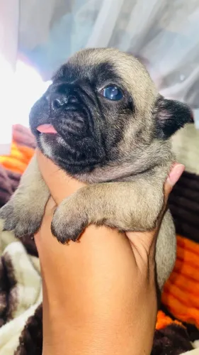 Baby de buldogue francês