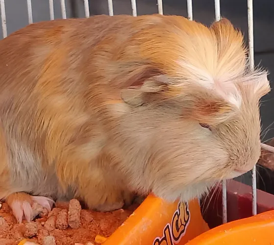 Porquinho da Índia raça sheltie