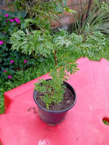 Plantas.da.FELICIDADE