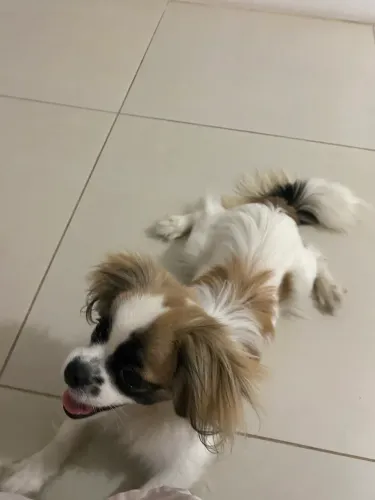 Shitszu com Lhasa para vender, 10 meses