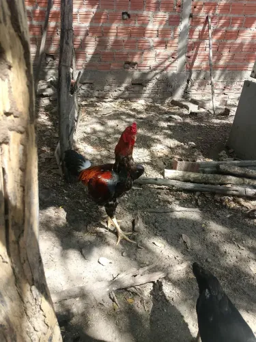 vende-se Galinhas e galos
