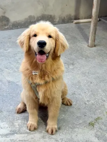 Filhote de Golden Retriever (macho) 