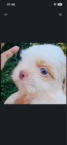 Shih Tzu