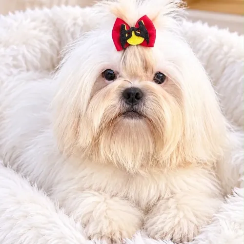 Shih tzu macho belíssimo em 18x