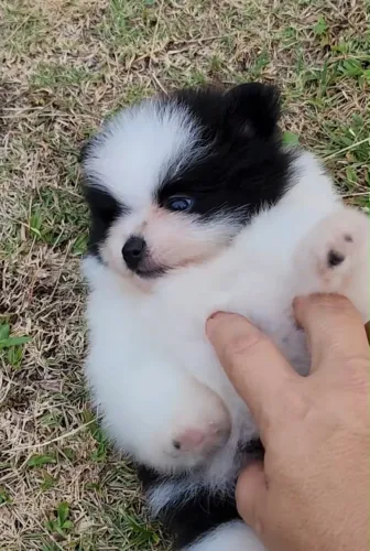 Doação de Spitz Alemão (Lulu da Pomerânia) - Procura-se um Lar Amoroso