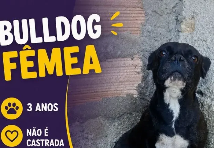 BULLDOG FÊMEA DOAÇÃO 