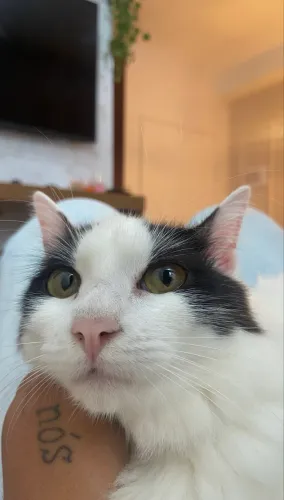 Duas gatas dóceis - CASTRADAS 