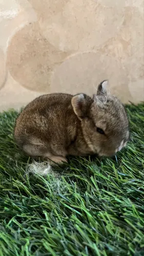 Mini coelhos