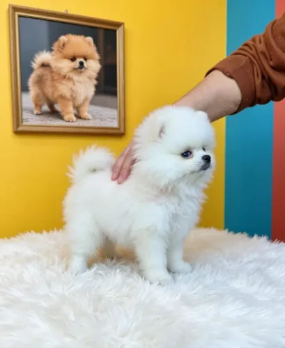 Filhotes de Spitz Alemão Disponíveis