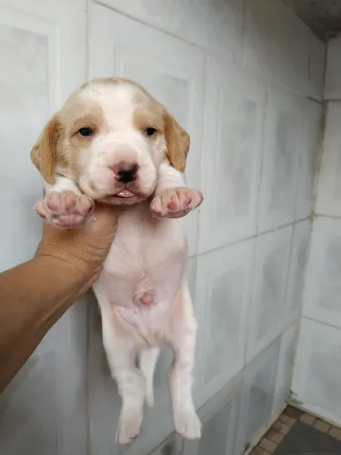 Lindos filhotes de Beagle bicolor