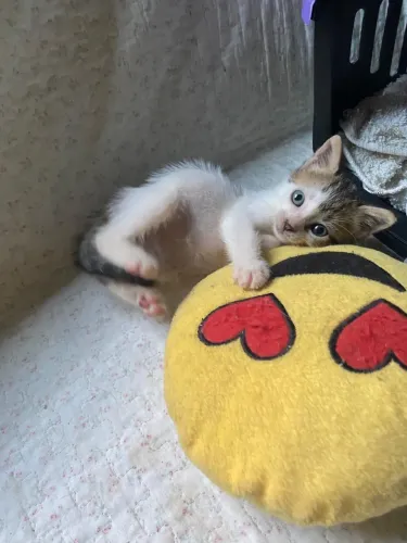 Gato para adoção responsável