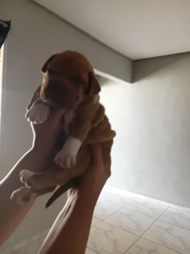 Vendo filhote Pitbull puro macho