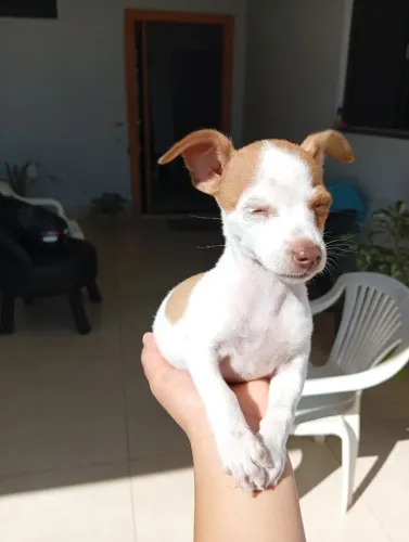 Pinscher macho 