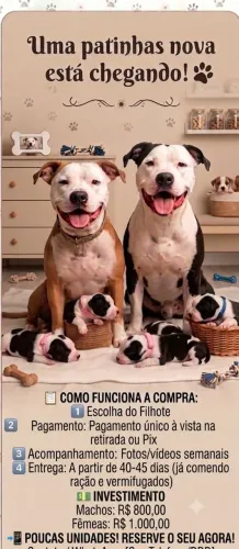 Lindos Filhotes de American Pit Bull Terrier - Reserva Aberta!