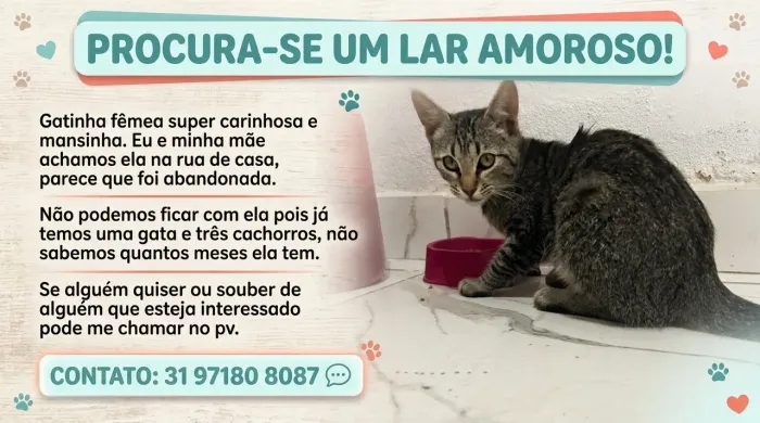 Gato