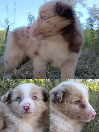 Border Collie para pronta entrega