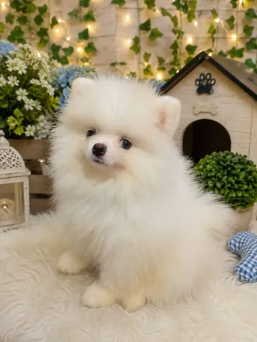 Lulu da pomerania macho