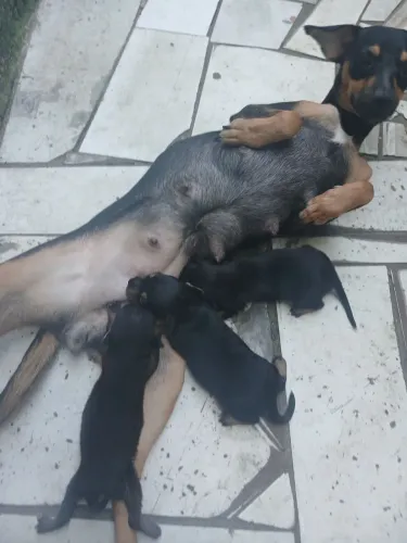 Cachorro Pinscher Número 2 Um Pai Número 2 Ir A Mãe E A Número 2 *77 Pra Vender