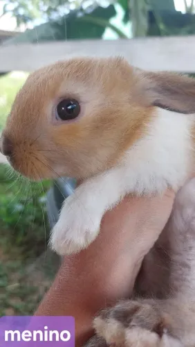Coelho Mini Rex Holandês Marrom muito dócil e carinhoso disponível