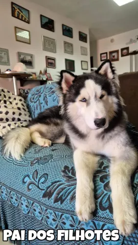 Filhotes de husky siberiano disponível (cachorro lobo) Venha adota seu melhor amigo aqui.