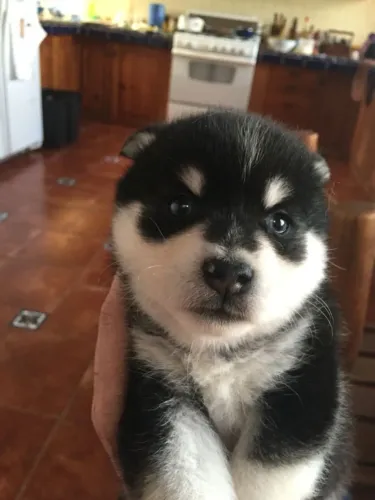 Filhotes de Husky Siberiano | Lambidas cheias de carinho