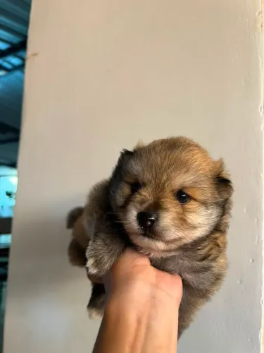 Vende se lulu da pamerãnia