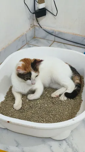 Gatinha para doação